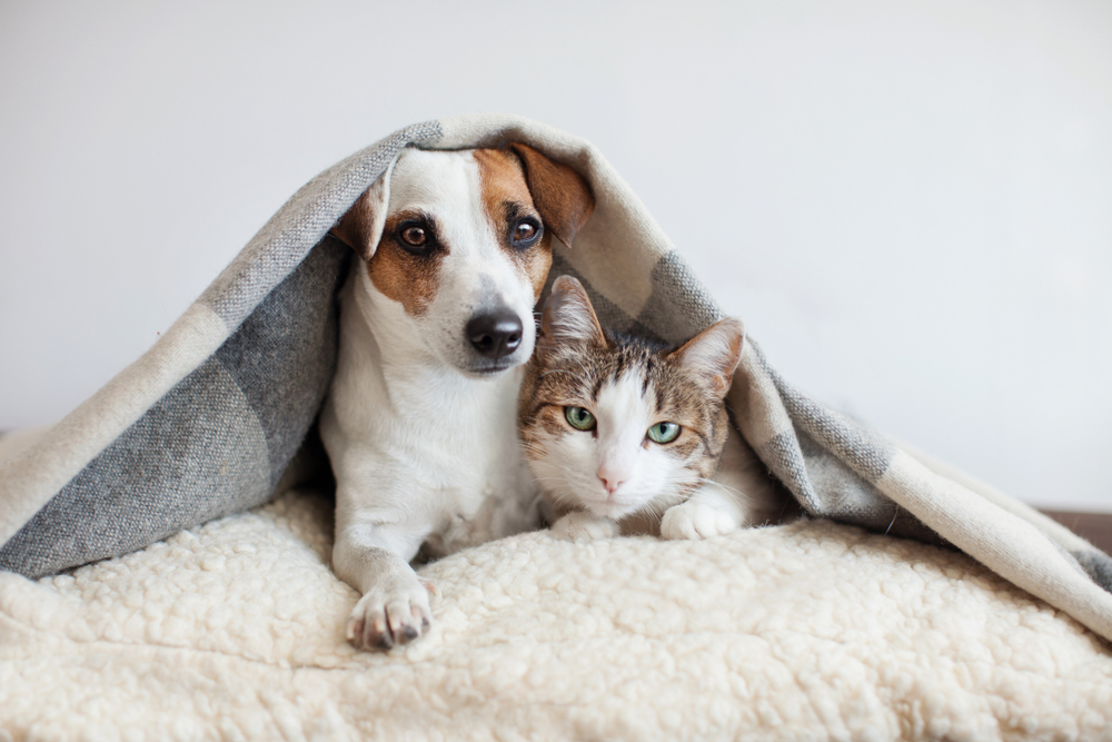 It’s Firework Time – Don’t forget your pets