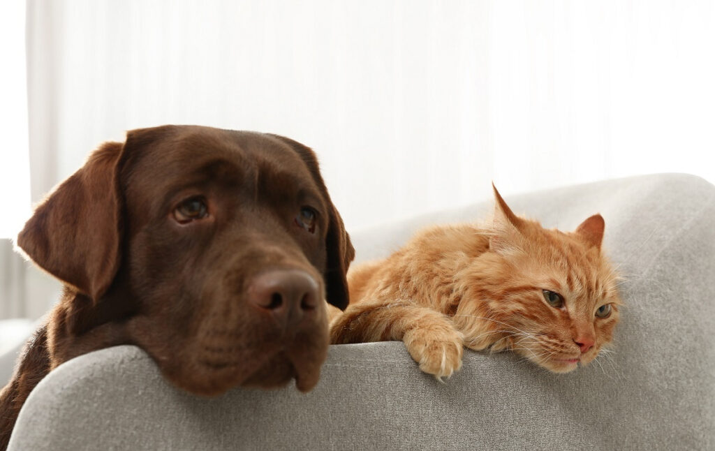 Renting with pets - How to make sure you get your deposit back