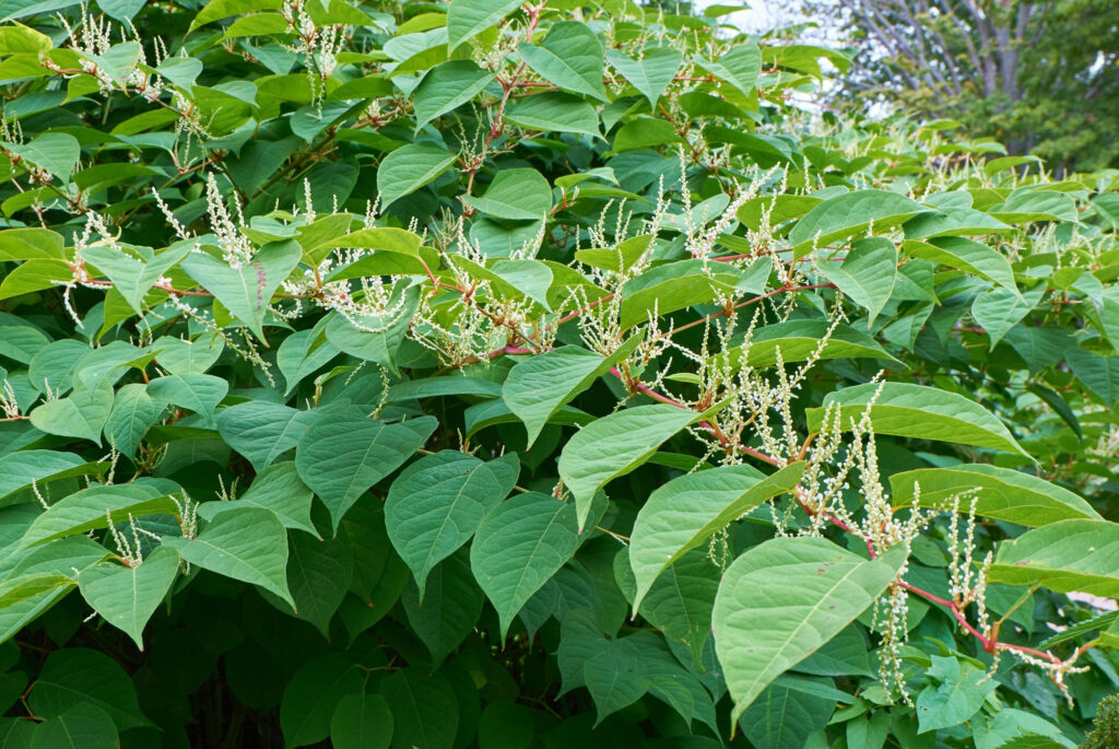 All about Japanese Knotweed in Property