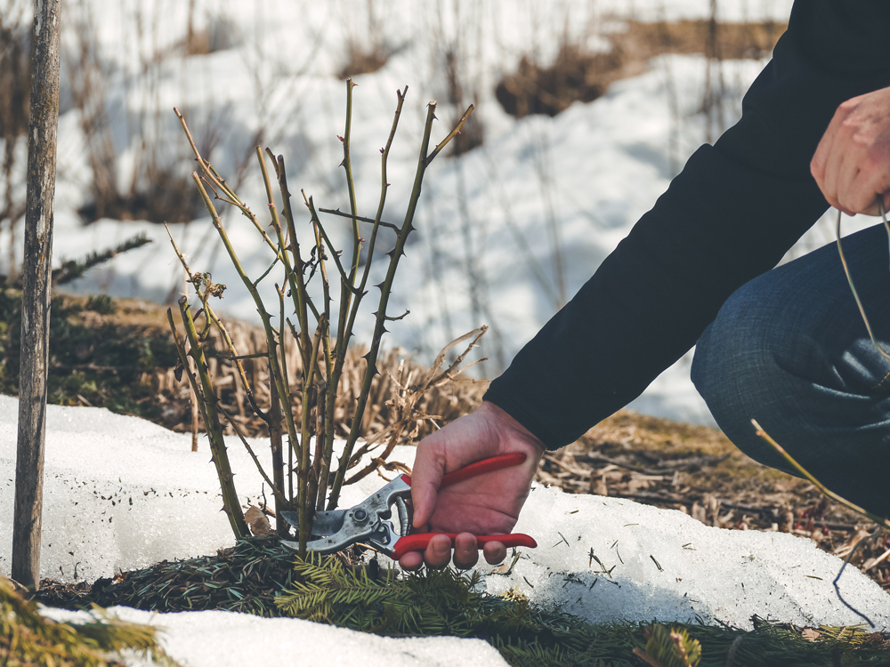 Winter gardening ideas